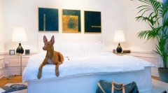 Pharaoh dog: energetyczny pies do polowania i oddany domowej roboty ulubionych