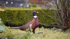 Pheasanov. Rodzina ptaków