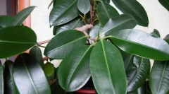 Ficus rubbing (elastic)