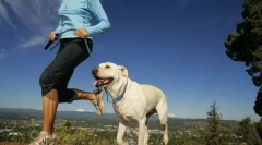 Obciążenia fizyczne dla psów