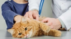 Katalogi fizjologiczne