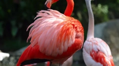 Flamingo zwyczajny