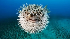 Tworzą kształt rybny