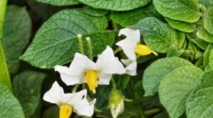 Fordy - immunomodulator z działaniem przeciwwirusowym