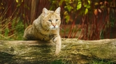 Zdjęcie kotów trzcinowych: wszystko o rasie, znakach, treści