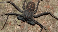 Frins: pająki lub skorpiony?