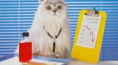 Frontline dla kotów: wszystko o kleszcze i pcheł