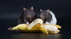 Owoce, warzywa i jagody dla szczurów, które można dać, i czego nie możesz