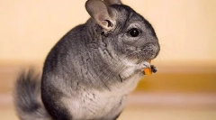 Owoce, warzywa i jagody dla szynszyli