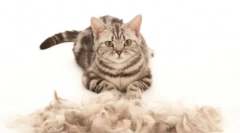 Cat furmitator: niezbędny gadżet do szlifowania i opieki domowej