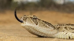 Woskowanie afrykańskie pustyni