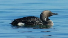 Gagara black europejczyk