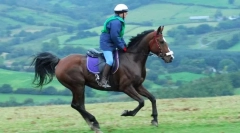 Galop i przejścia z jednej allyura do drugiego