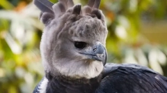 Garpia south american