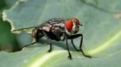 Gdzie i jak muchy muchy?