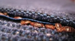 Gdzie robaki zwykle ukrywają się w mieszkaniu?