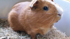 Gdzie jest ojczyzna świnki morskiej?