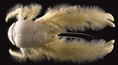 Gdzie jest owłosiony krab?