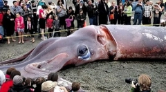 Gdzie są gigantyczne spychnice?