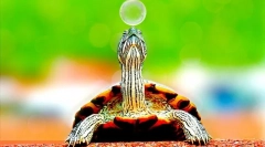 Gdzie żyją żółwie, środowisko i siedlisko