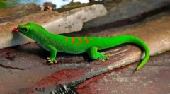 Gekon (zdjęcie): jaszczurka z fantastycznymi umiejętnościami
