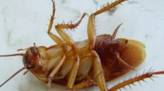 Żele i pułapki dohlox z karaluchów