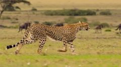 Geparda: ciekawe fakty dotyczące szybkiego szybkiego drapieżnika