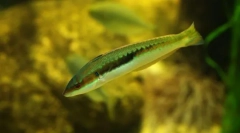 Hermafrodytyzm wśród ryb