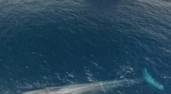 Gigantyczne zwierzęta, przyczyny ich zniknięcia