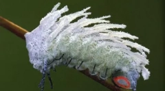 Giants w naszym świecie - znane zwierzęta i owady niezwykłe rozmiary