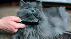 Procedury higieniczne kota