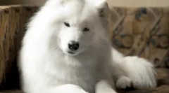 Hipoalergiczne rasy psów - top 10 ze zdjęciami