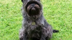 Hipoalergiczne rasy psów