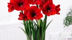 Hippeastrum