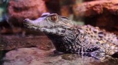 Cieszę się caiman