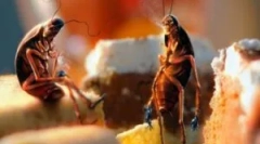 Gniazda karaluchów: wyszukiwanie i zniszczenie