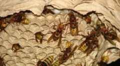 Gniazdo koni i sposoby zniszczenia