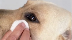 Pompa w oczach psa - przyczyny i sposoby usunięcia