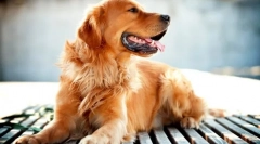 Golden retriever (zdjęcie): jeden z najmądrzejszych ras psów