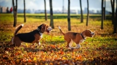 Pies hound: wybór rasy