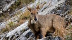 Goral amur