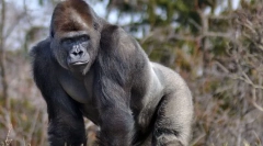 Górnictwo gorilla eastern