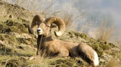 Górskie barany i kozy