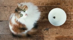 Gotowe suche koty dla kotów: funkcje i odmiany