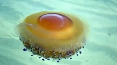 Pełen wdzięku i niebezpieczny: 10 najpiękniejszych meduzów na świecie