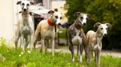 Greyhaound (foto): kto w świetle wszystkich jest szybszy - nie dogaj się z psem szarym!