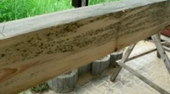 Grzyb na obróbce drewna i drewna z formy