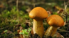 Grzyby - królestwo żywych organizmów