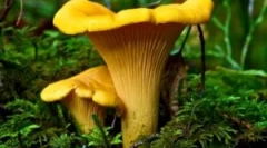 Chanterelles grzybów z pasożytów