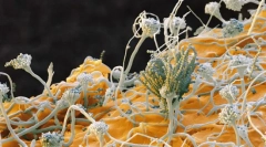 Grzyby. Systematyka, znaki, typy